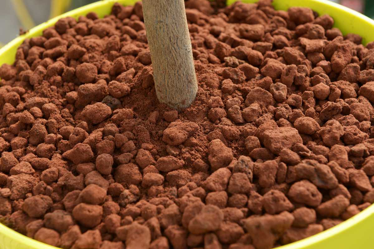 A potted plant with a wooden stem surrounded by reddish-brown clay pellets.