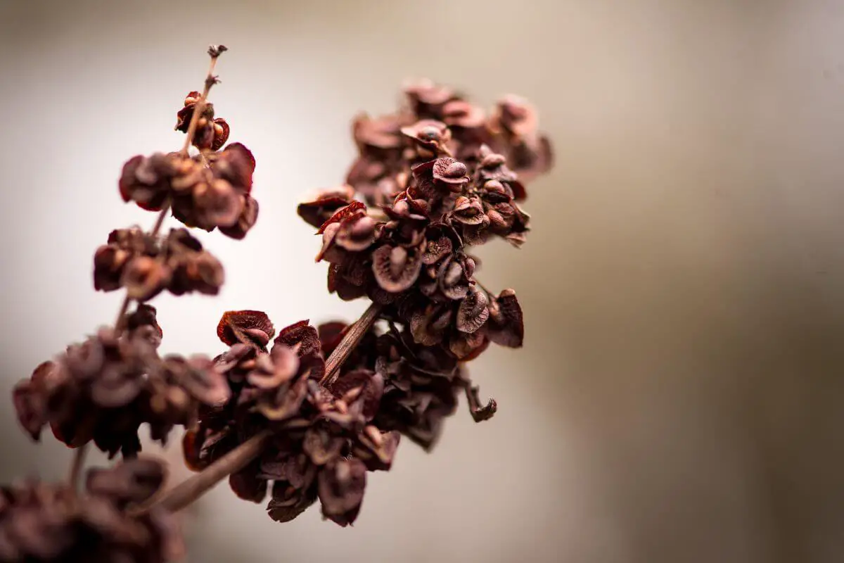 Close-up image of a clusters of curled dock flowers with a soft-focus, neutral background.