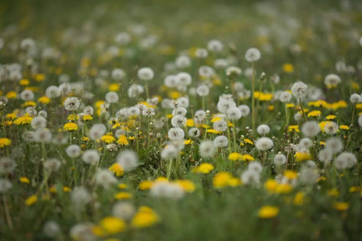 A field of dandelions, known as wild edible plants, showcases both yellow flowers and white seed heads spread across green grass.