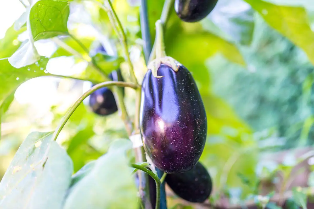 A ripe eggplant hanging from its plant. The eggplant is glossy and deep purple, surrounded by green leaves in a sunlit garden.