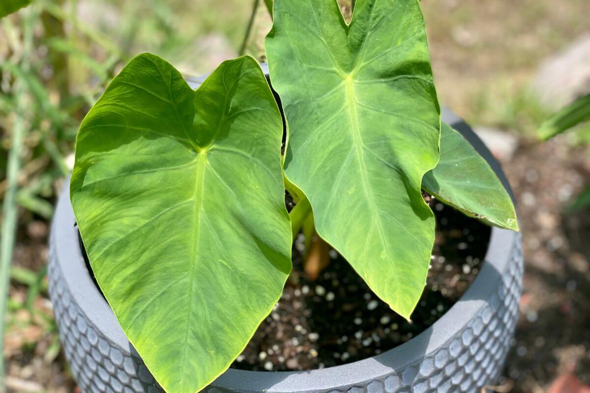 The dramatic leaves of an Elephant ear seen up close