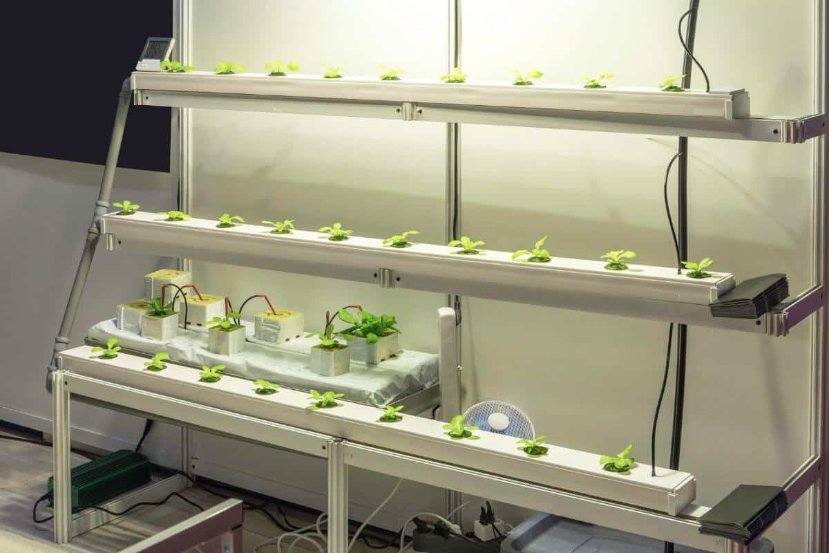 Expensive Hydroponic System