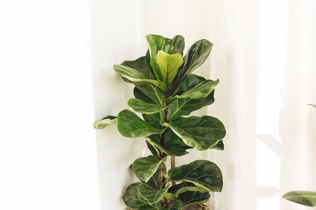 A fiddle leaf fig plant with large, glossy, dark green leaves stands against a light background. 