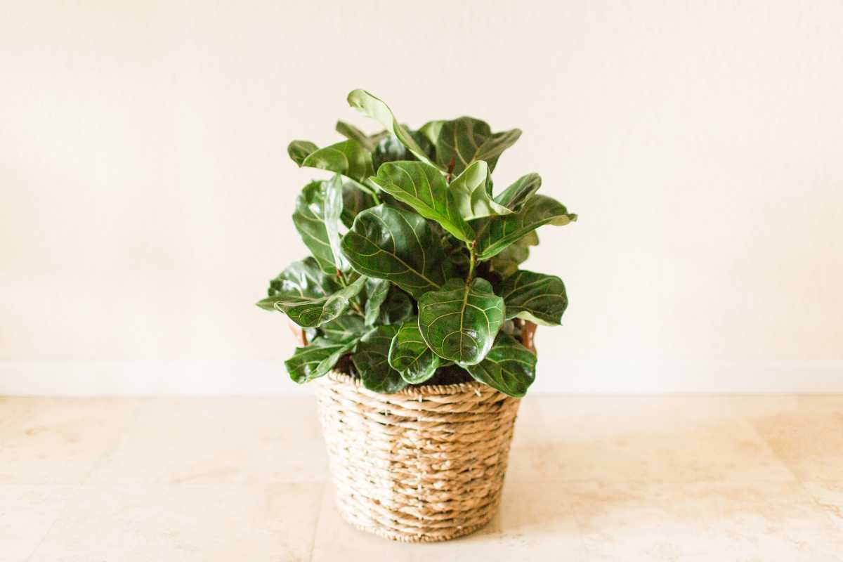 A lush fiddle leaf fig plant, known as one of the hardest houseplants to care for, sits in a woven basket on a light-colored tiled floor against an off-white wall. 