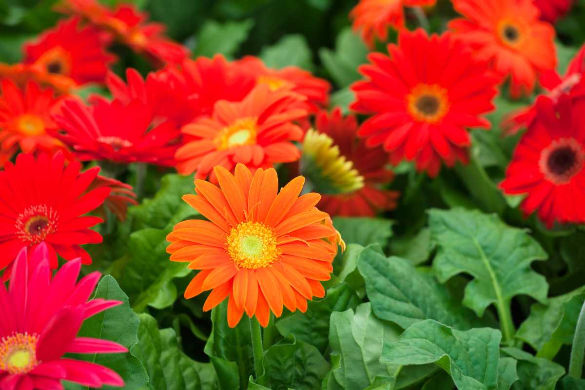 A vibrant cluster of orange, red, and pink gerbera daisies is in full bloom, set against a backdrop of lush green leaves. 