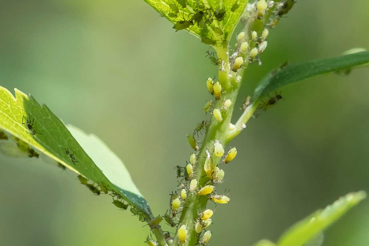 A green plant stem covered with clusters of small yellow and green aphids.