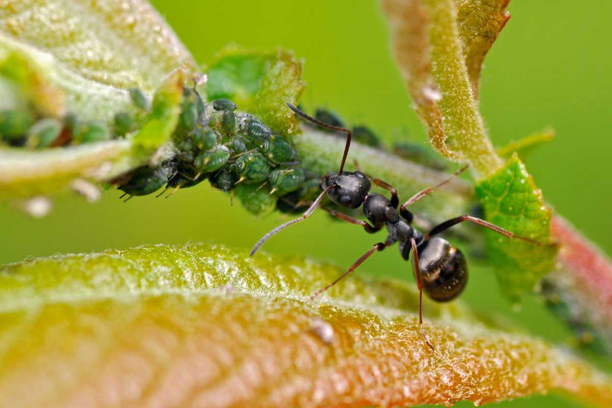 A black ant tending to a cluster of green aphids on the underside of a plant stem. 