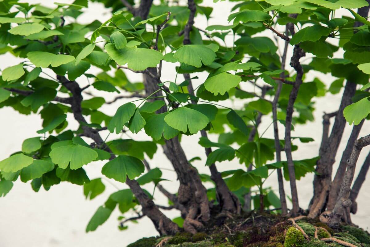 Close-up of a ginkgo bonsai tree with multiple stems and fan-shaped green leaves.