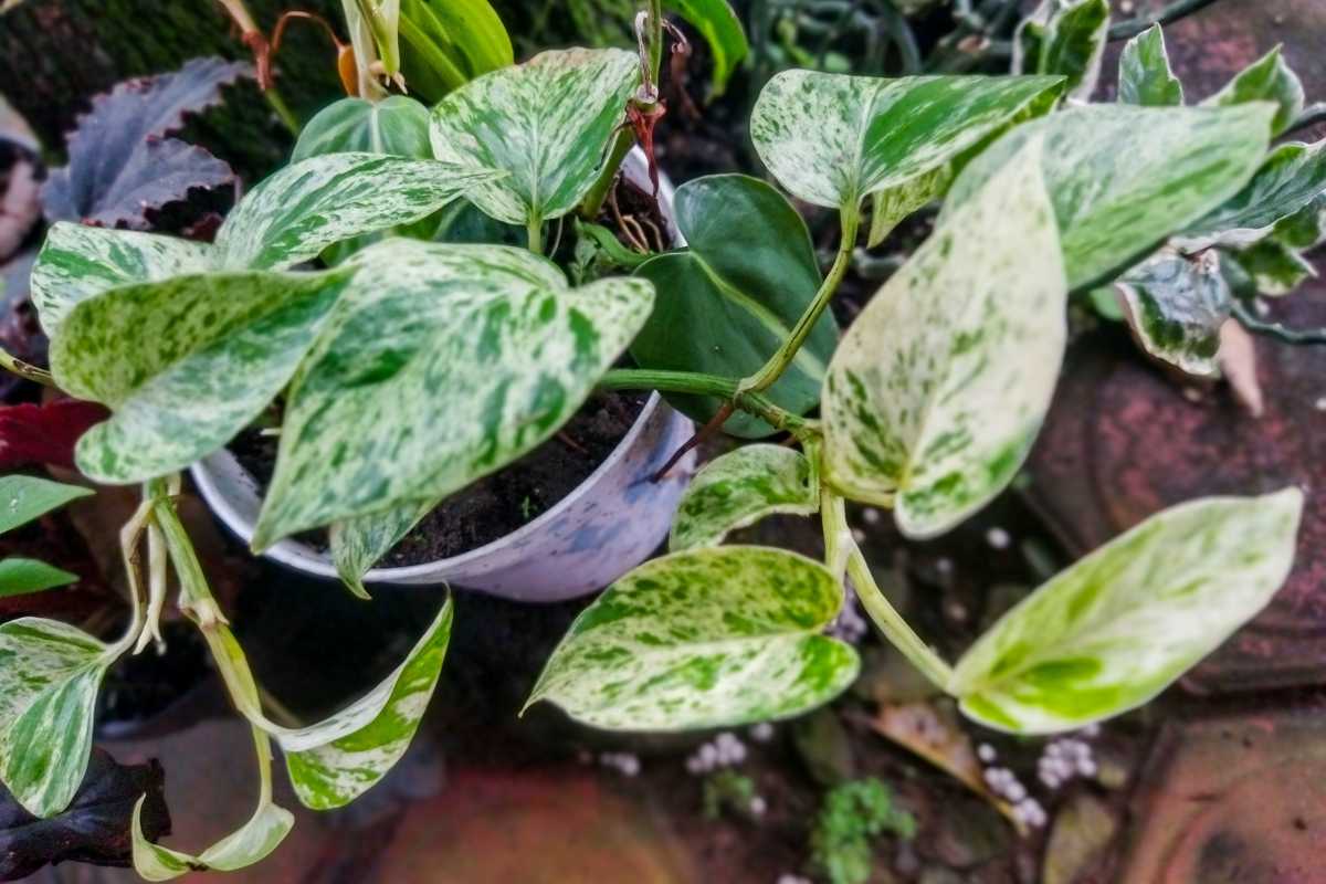 A potted golden pothos plant sits on an outdoor surface. 