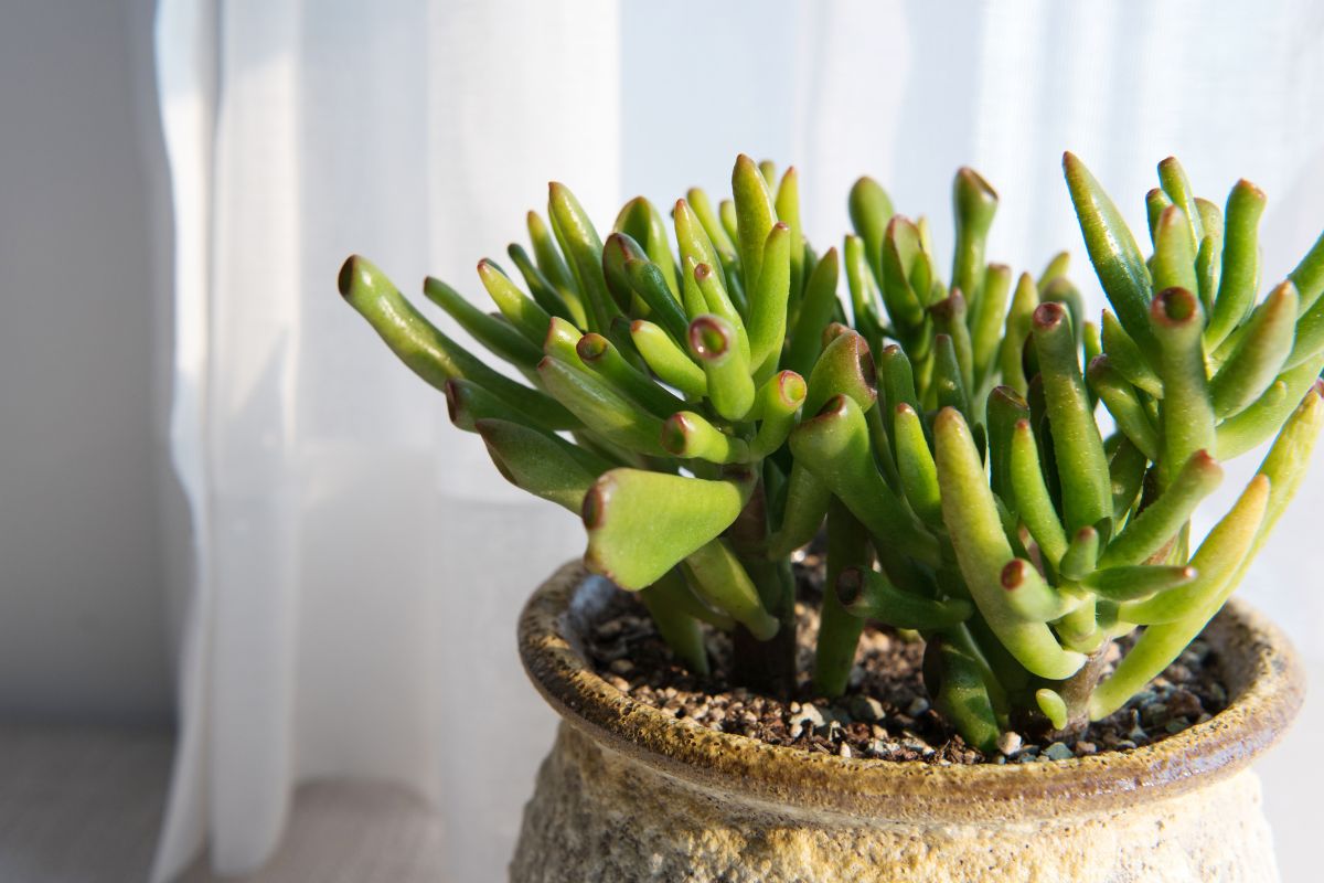 A close-up of a Crassula ovata 'Gollum', one of the intriguing types of jade plants, in a textured beige pot.