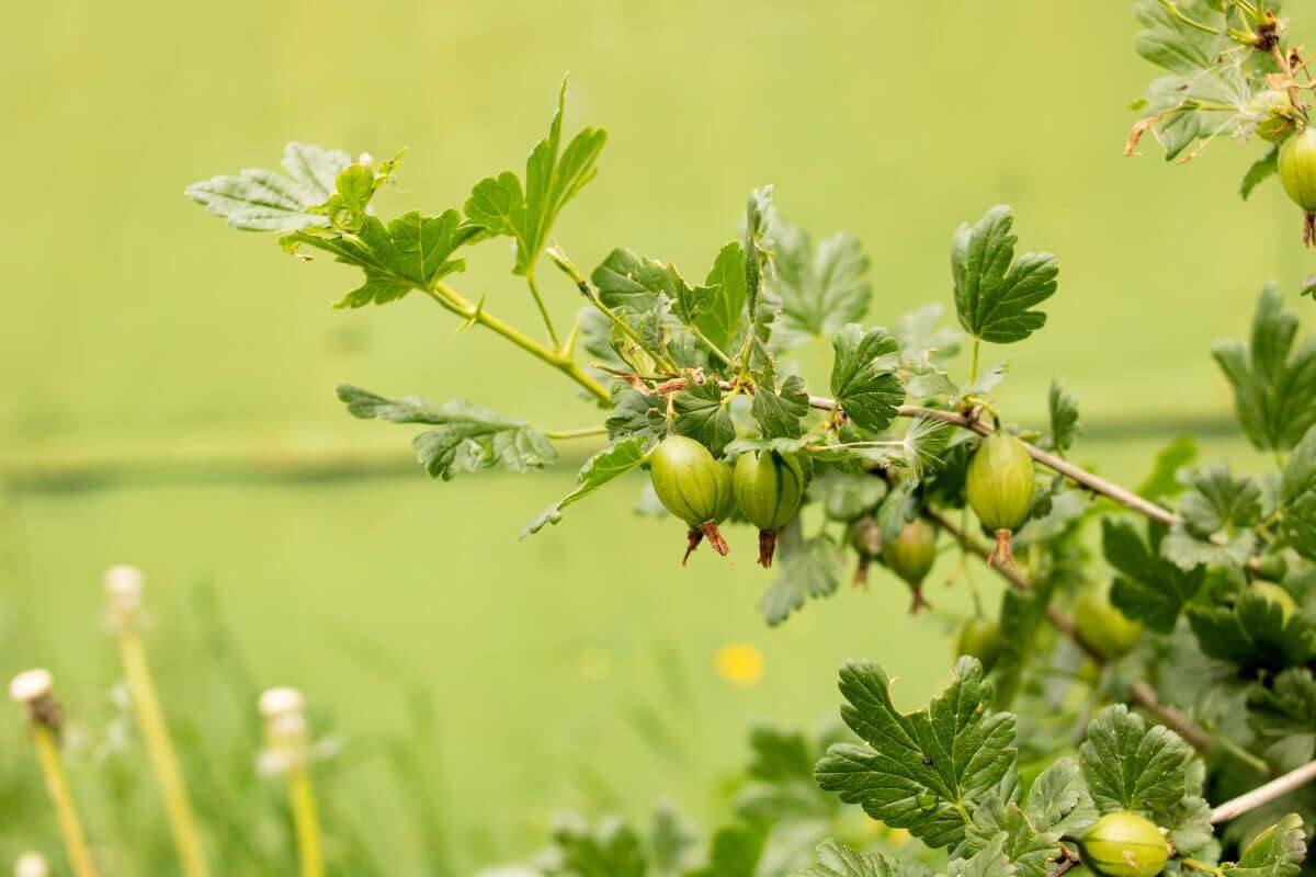 A gooseberry bush, one of the edible berry bushes, with green, unripe gooseberries growing among lush green leaves.