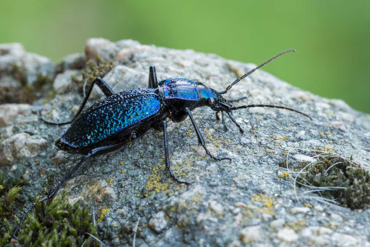 A ground beetle walking on a rocky surface. 