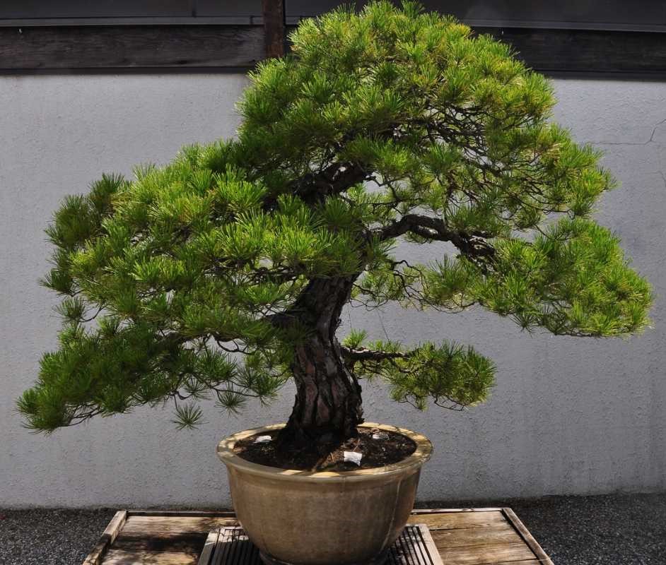 Japanese Red Pine Bonsai, one of the oldest bonsai trees, with lush green foliage is displayed in a round ceramic pot.