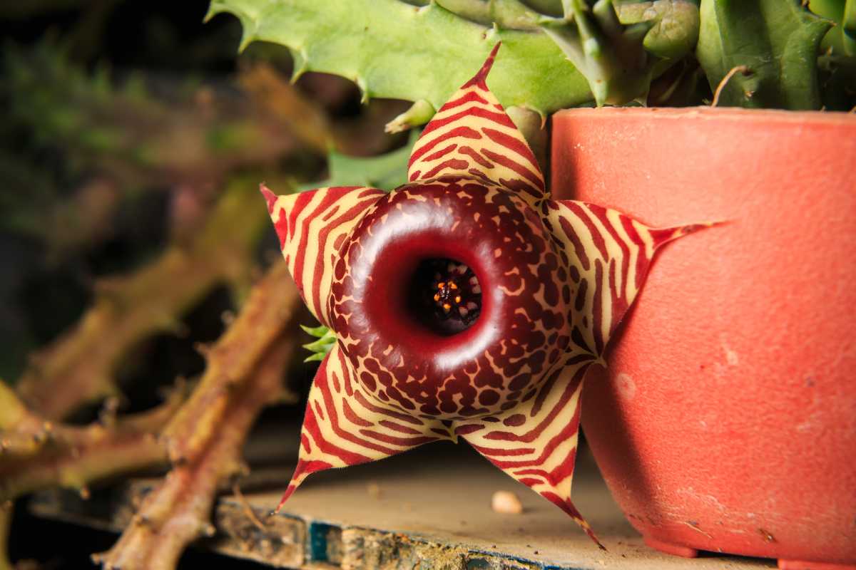 A life saver plant with a vibrant, star-shaped flower emerging from an orange pot. 