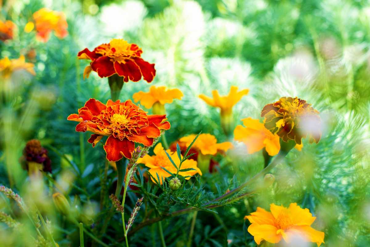 A vibrant garden scene featuring bright orange and yellow marigold flowers, known as plants that repel mosquitoes. 