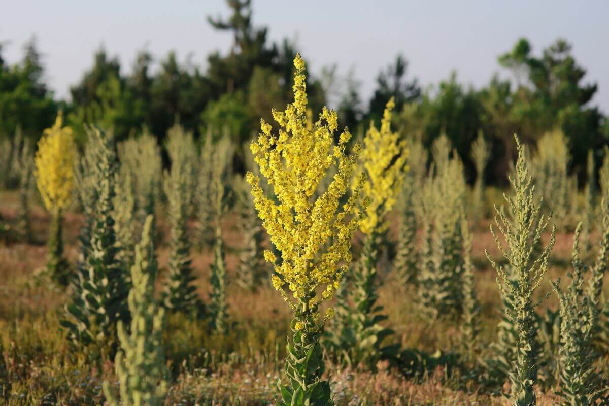Mullein with clusters of small yellow flowers stands prominently in the foreground of a field. 