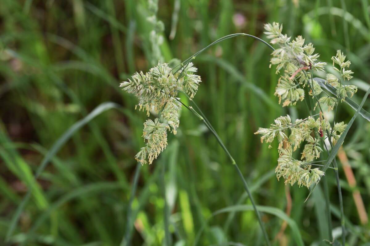 Orchardgrass, an edible grass for survival situations, has light green, feathery seed heads.
