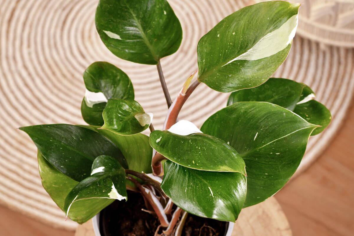 A potted philodendron white knight with large, glossy green leaves adorned with white variegated patches.