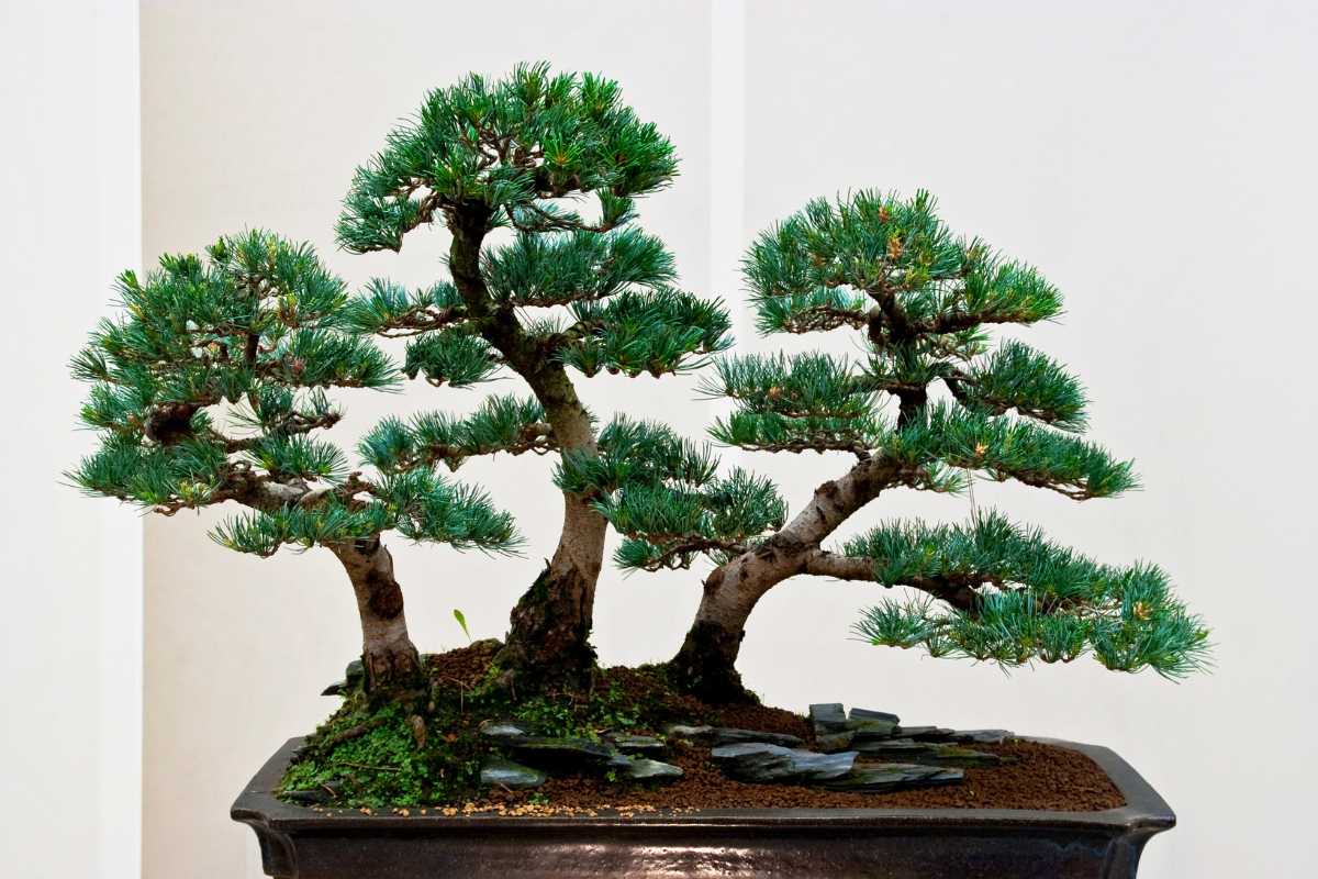 A miniature forest of bonsai pine trees with dense green foliage and curved trunks is planted in a shallow, rectangular pot filled with soil. 