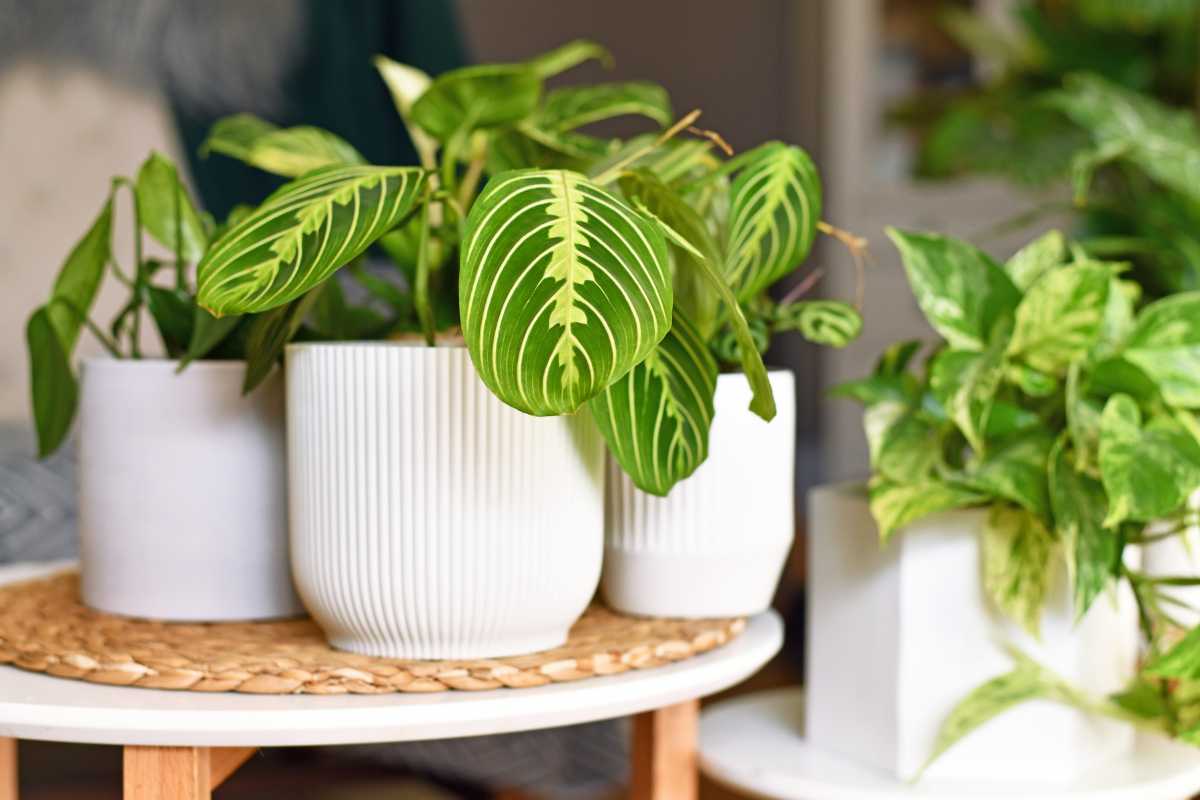 Three potted prayer plants are displayed on a round table with a woven mat. 