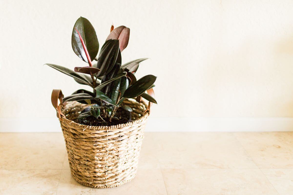 A potted rubber plant, known for its air purifying qualities, boasts dark green and maroon leaves in a woven basket with leather straps. 