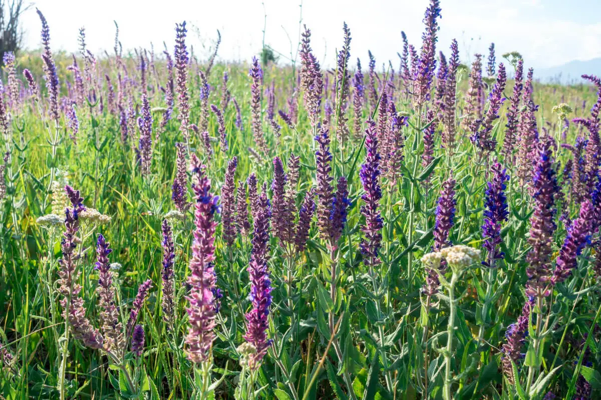 A field of tall, purple sage flowers, one of the fall edible plants, swaying in the breeze under a bright blue sky.