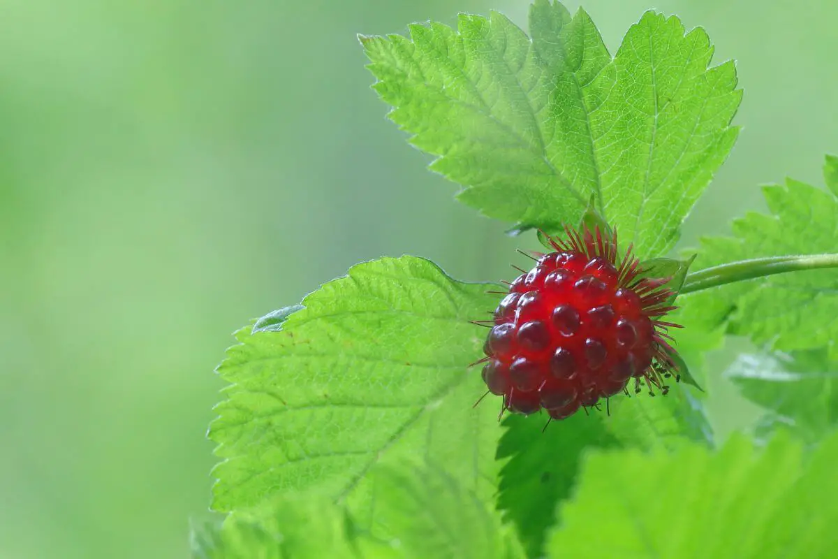 A single salmonberry, one of the red edible berries, surrounded by vibrant green leaves.