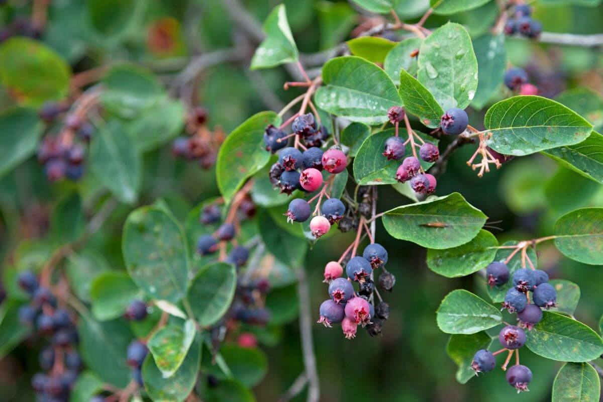 A saskatoon plant with clusters of small, edible wild berries in various stages of ripeness.