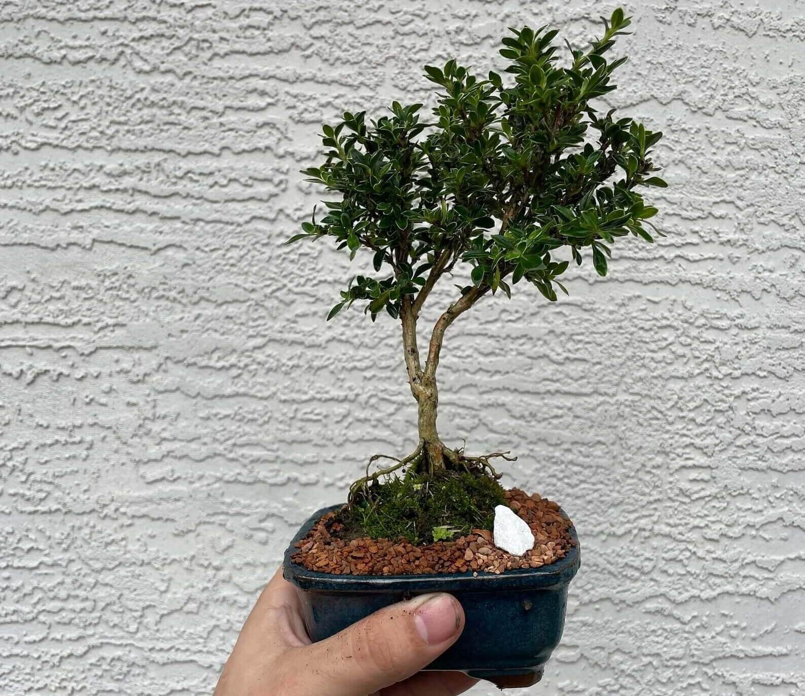 A person holds up a Serissa bonsai in a pebbled pot against a white concrete background.