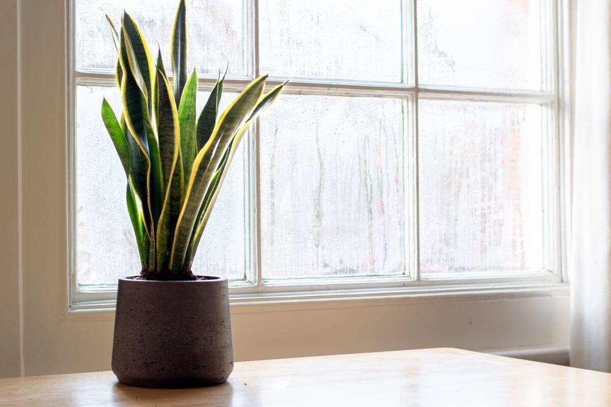 A potted snake plant with tall, green leaves featuring yellow edges sits on a wooden surface in front of a sunlit window.