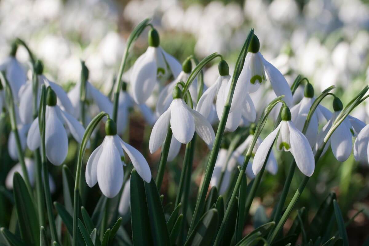 A cluster of snowdrop flowers in full bloom during springtime.