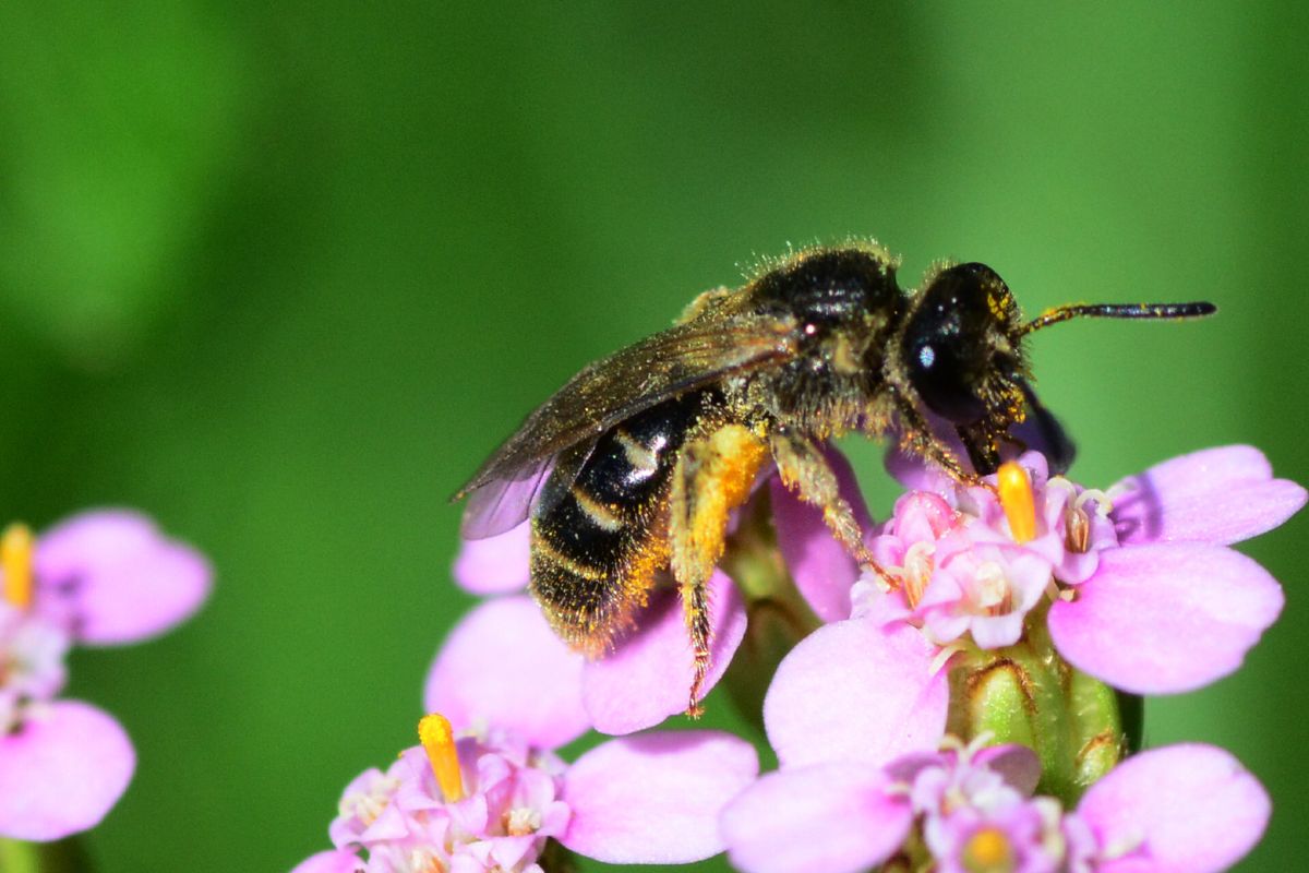 A solitary bee perched on a cluster of small pink flowers. 