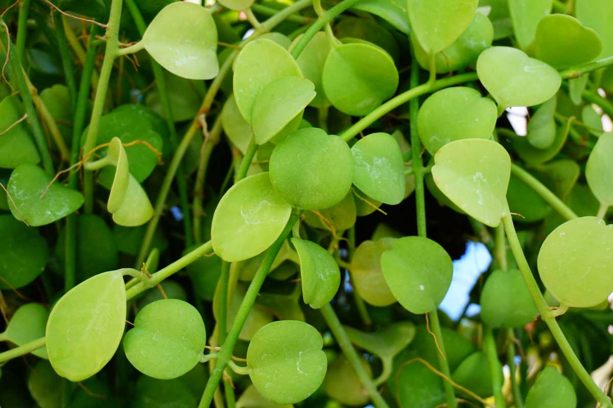 String of Nickels plant with numerous round, green leaves interconnected by thin stems. 