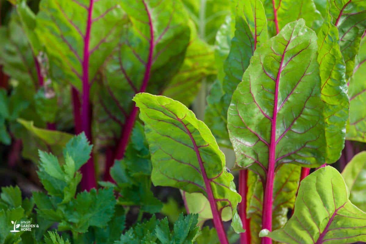 Swiss Chard with Pink Stem