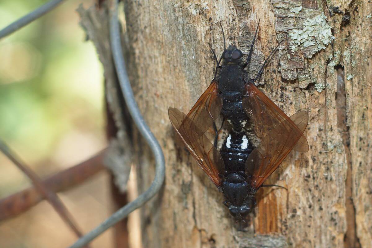 Two brown and black tachinid flies with translucent wings are mating on the rough bark of a tree.