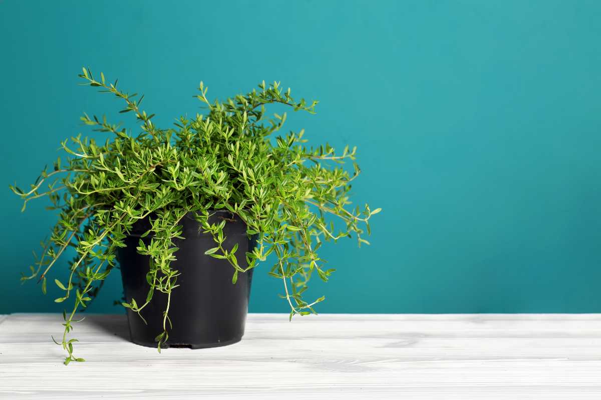 A vibrant green thyme plant with long, slender leaves sits in a black pot on a light wooden surface. 