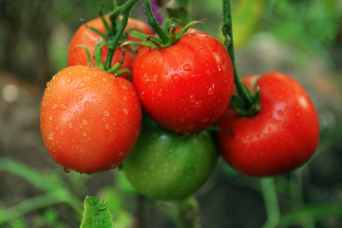 Five tomatoes on the vine. Four tomatoes are fully ripe and a vibrant red, while one tomato remains green. Water droplets cover the tomatoes, suggesting recent rain or watering. 