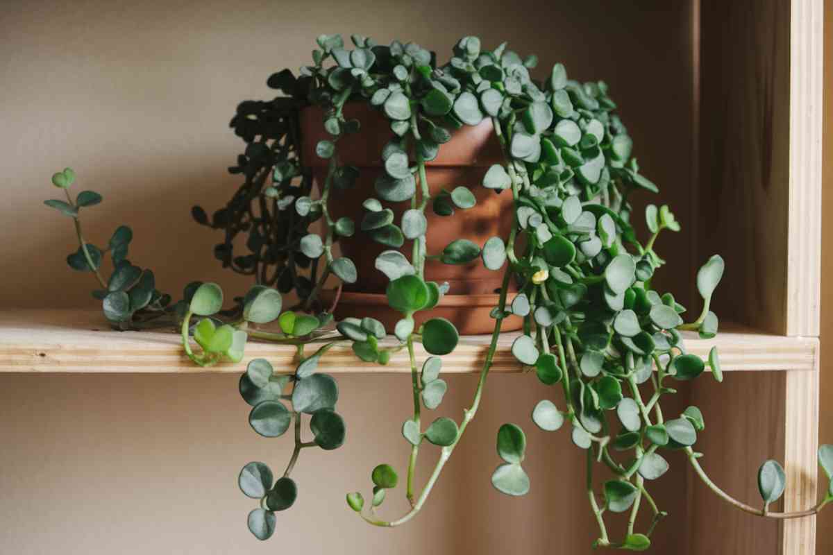 A lush green climbing trailing jade plant in a terracotta pot placed on a wooden shelf. 