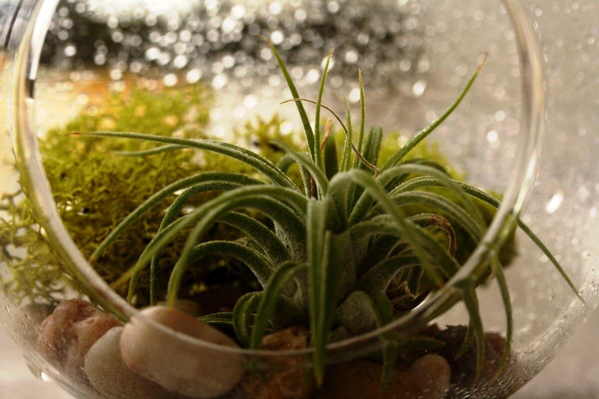 A close-up view of a moist terrarium with an air plant, moss, and small pebbles.