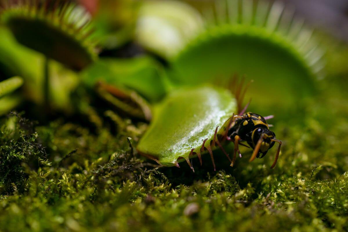 A close-up of a Venus flytrap with its trap clamped shut around a wasp.