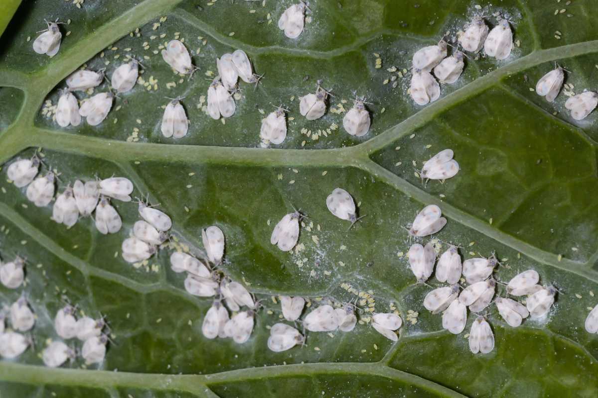 A large number of small whiteflies on the underside of a green leaf, clustered across its surface and highly visible against the green background. 