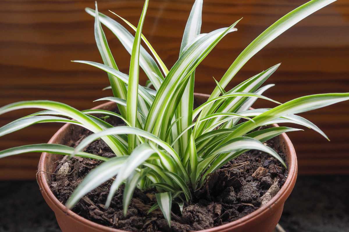 A potted spider plant with long, narrow green leaves featuring white stripes grows in a round brown pot filled with dark soil. 