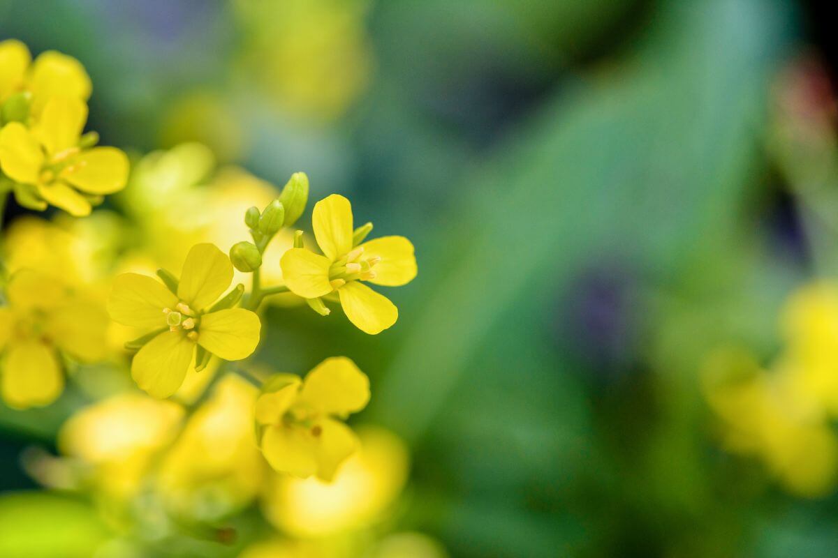 Small, bright yellow brassica flowers, one of the edible wild flowers, on green stems.