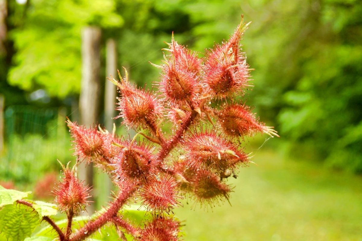 A close-up of reddish spiky wineberry seed pods on plants with red stems.