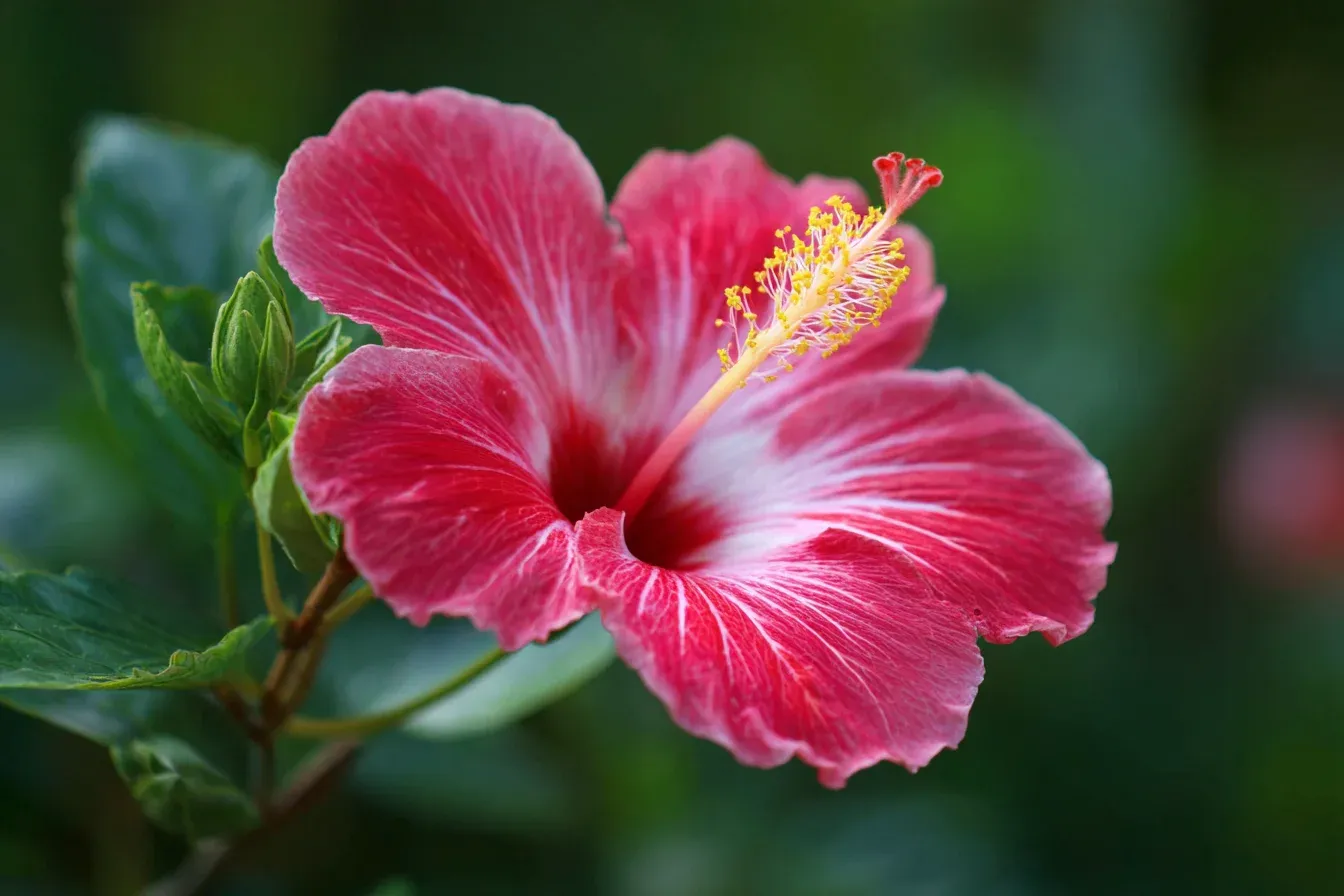 How to Grow Hibiscus Outdoors