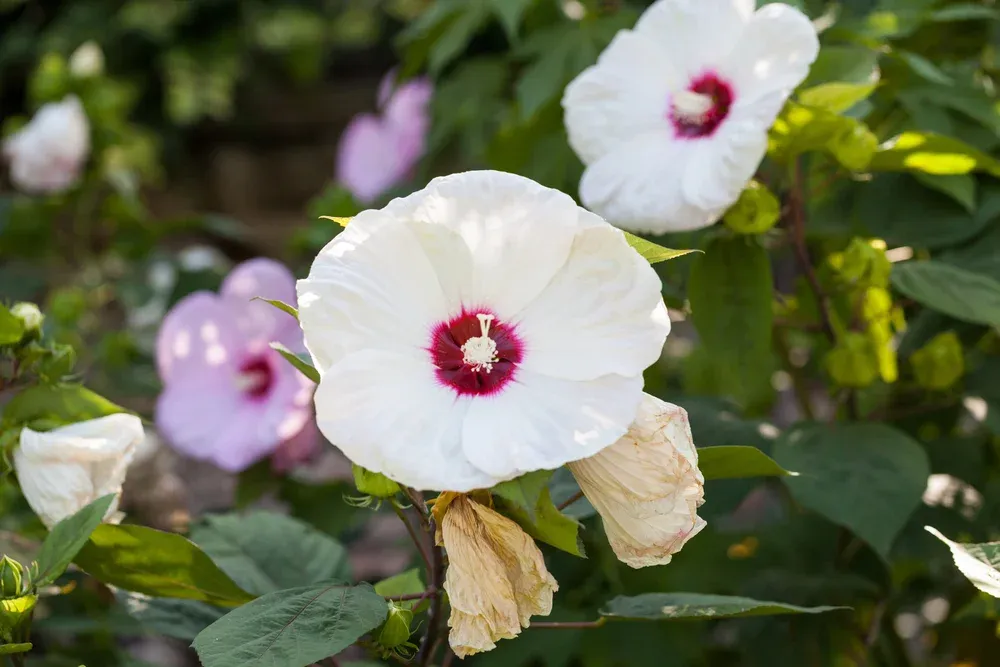 Planting and Care Tips for Hardy Hibiscus