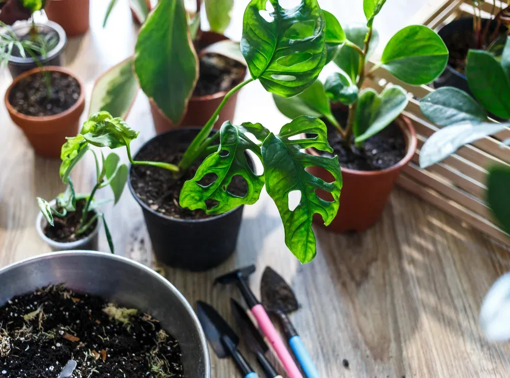 The Best Plants for Indoor Gardening Beginners