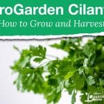 AeroGarden Cilantro - How to Grow and Harvest
