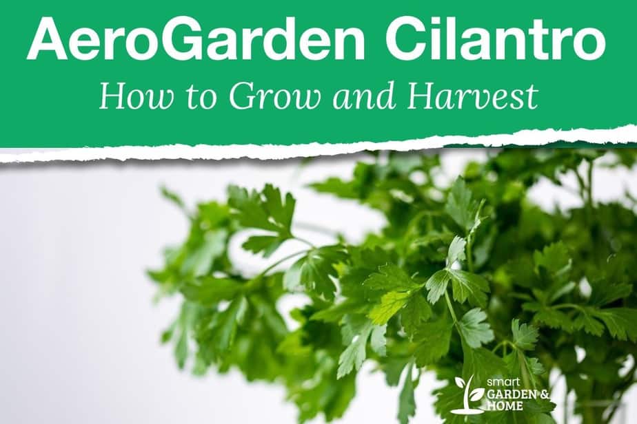AeroGarden Cilantro - How to Grow and Harvest
