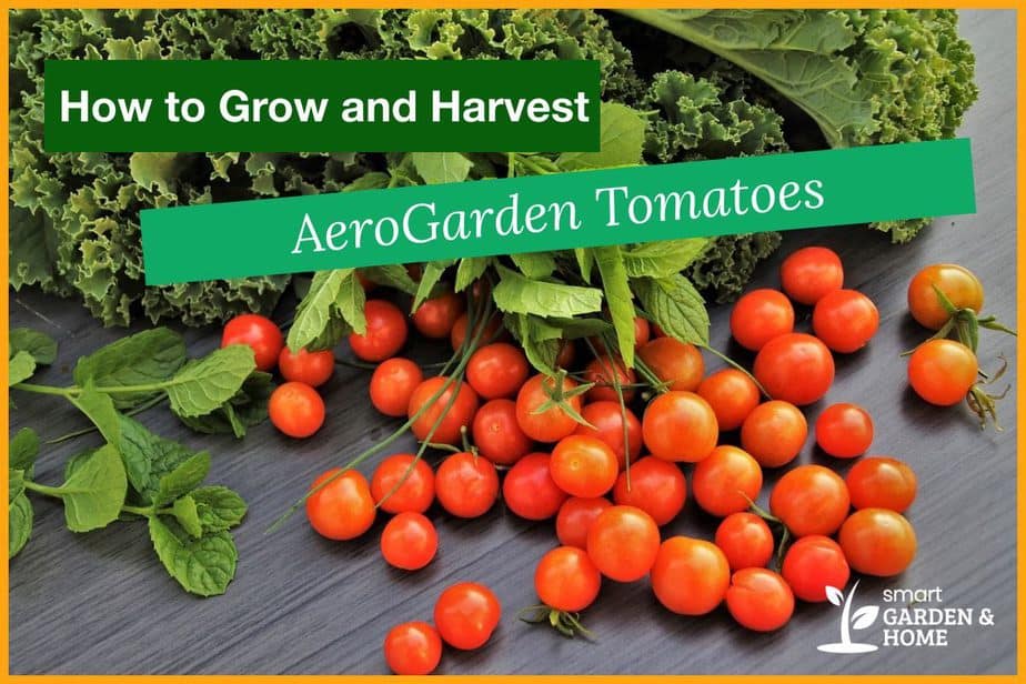 Growing Tomatoes In Your AeroGarden Expert Tips For A Flavorful